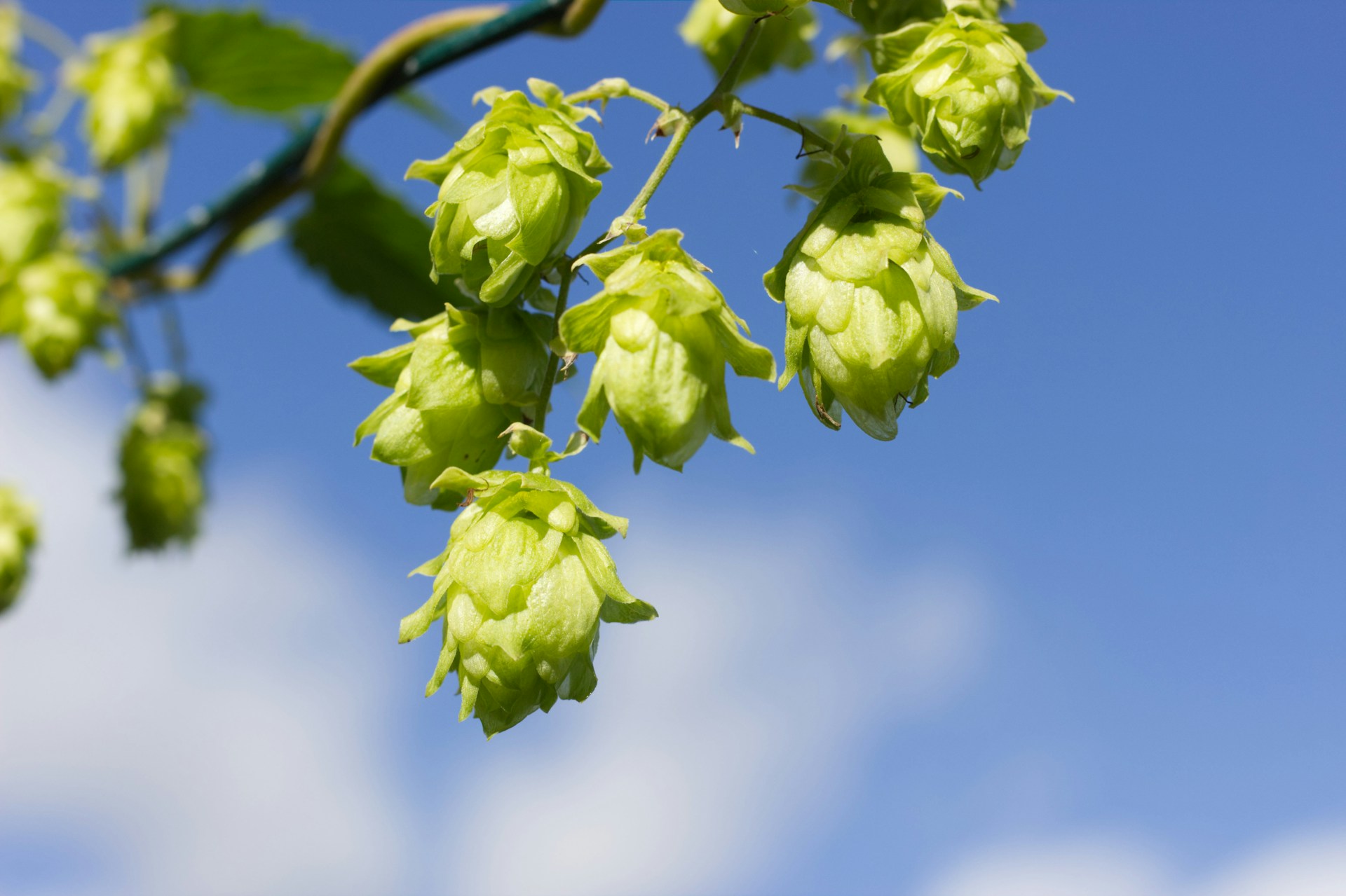 Scoprire la birra artigianale, guida alle varietà da non perdere